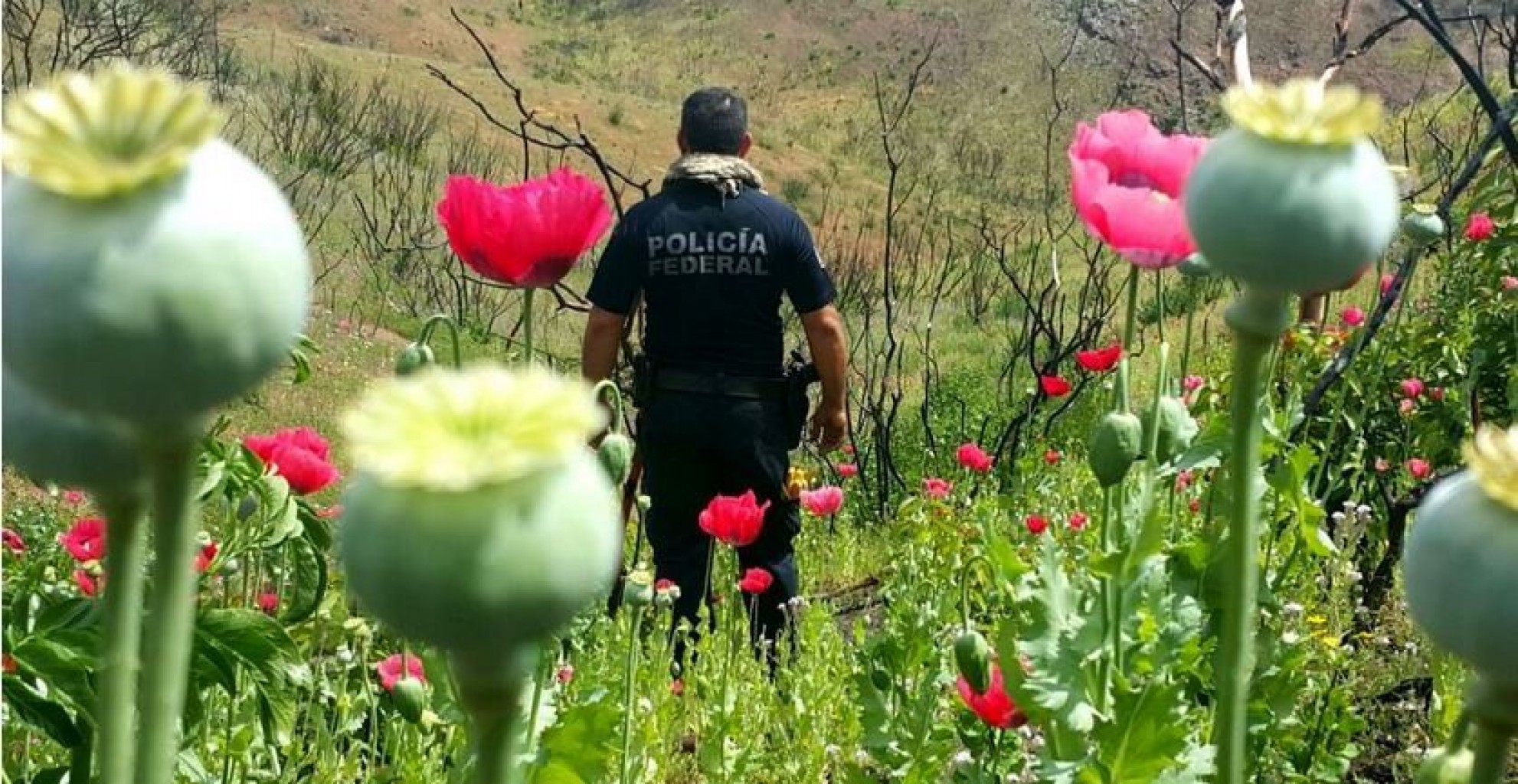Legisladores Mexicanos planean legalizar producción de opio