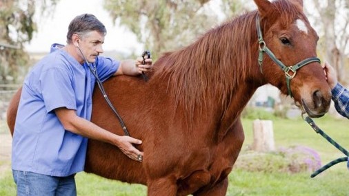 Alertan a propietarios de caballos a Vacunar contra el virus del Nilo Occidental