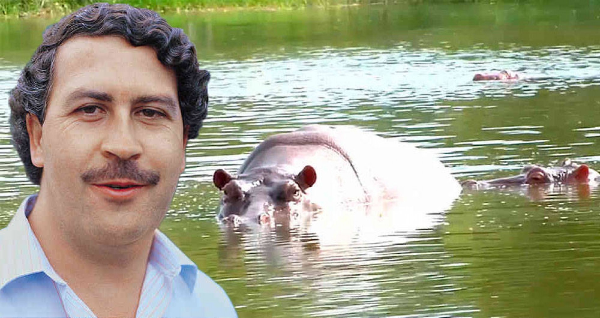 Hipopótamos de Pablo Escobar se  reproducen y causan alarma