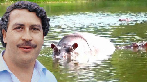 Hipopótamos de Pablo Escobar se  reproducen y causan alarma