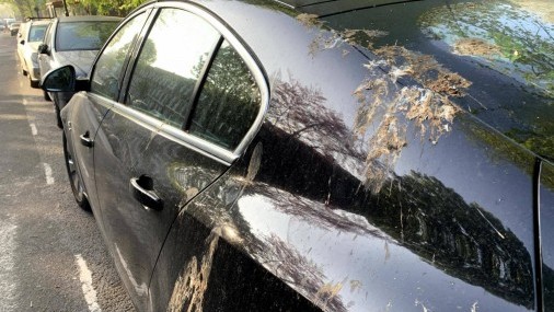 Como proteger tu auto de los desechos que nos dejan los pájaros?
