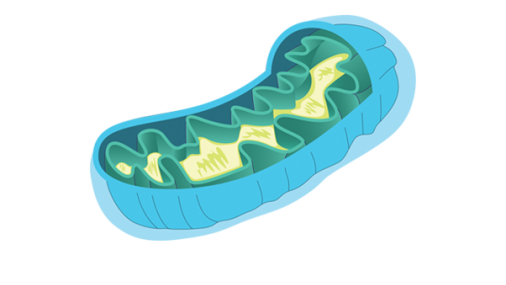 Cuidar las mitocondrias para disponer de más energía