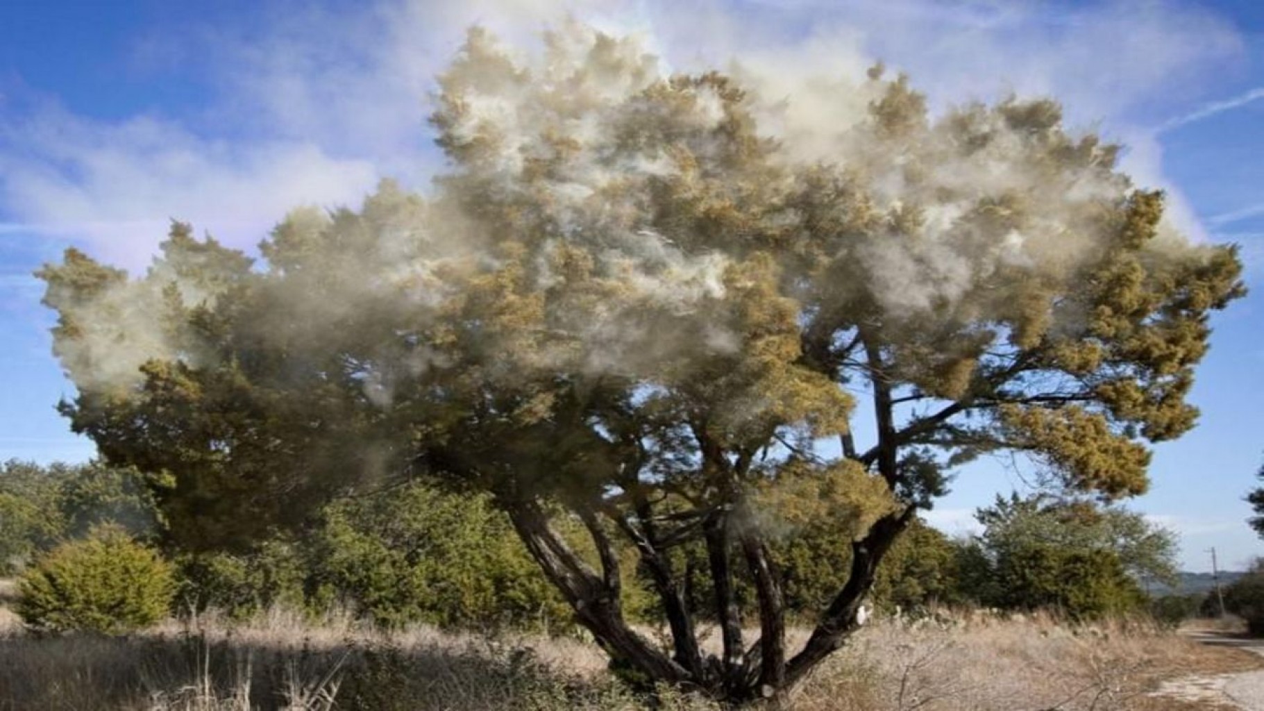"ALERTA MUY ALTA" para el polen del árbol de cedro