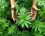 Tres acusados por operación ilegal de marihuana 