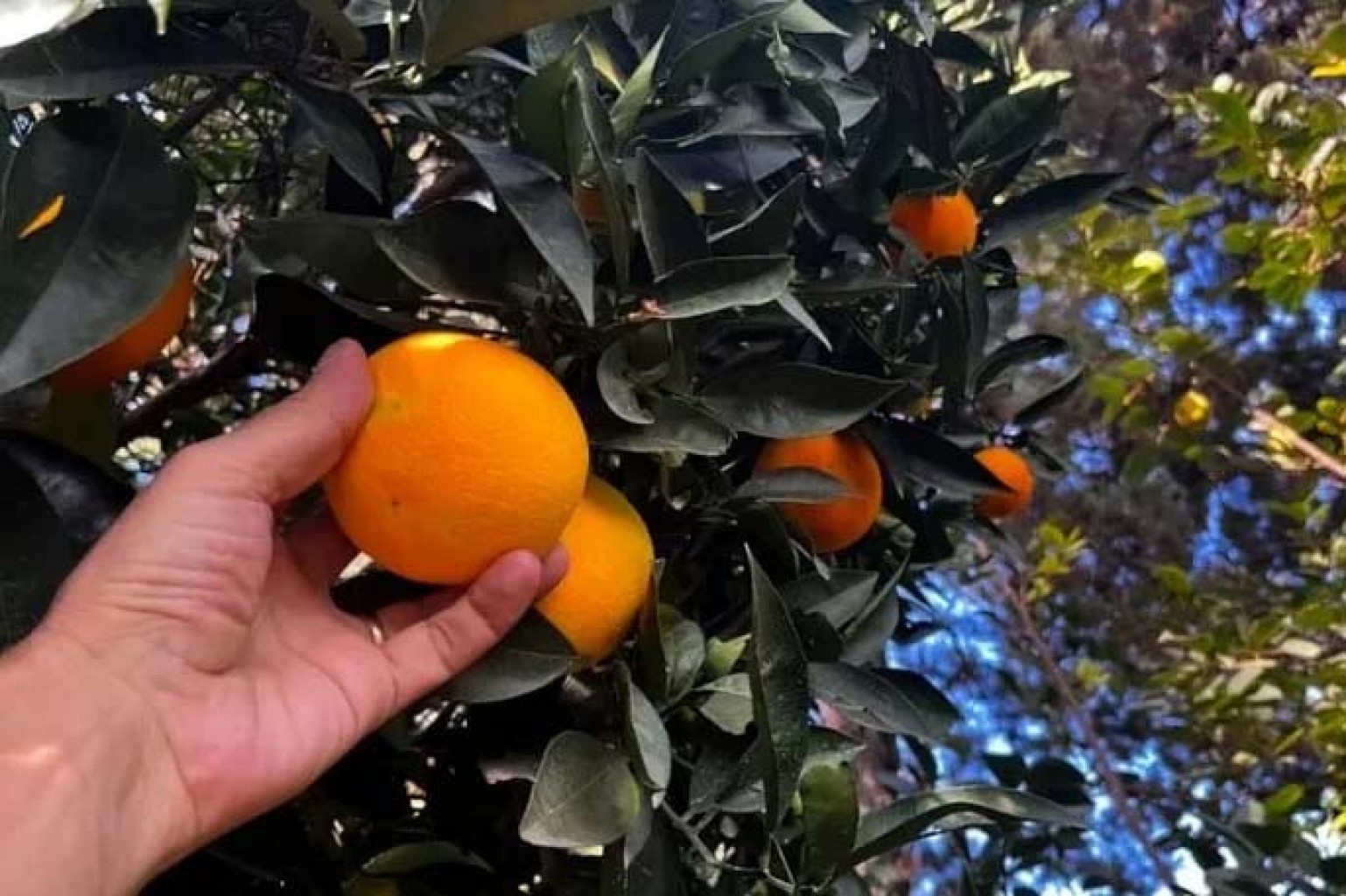 El USDA hace un llamado a los residentes de Texas para proteger los cítricos locales de plagas invasoras