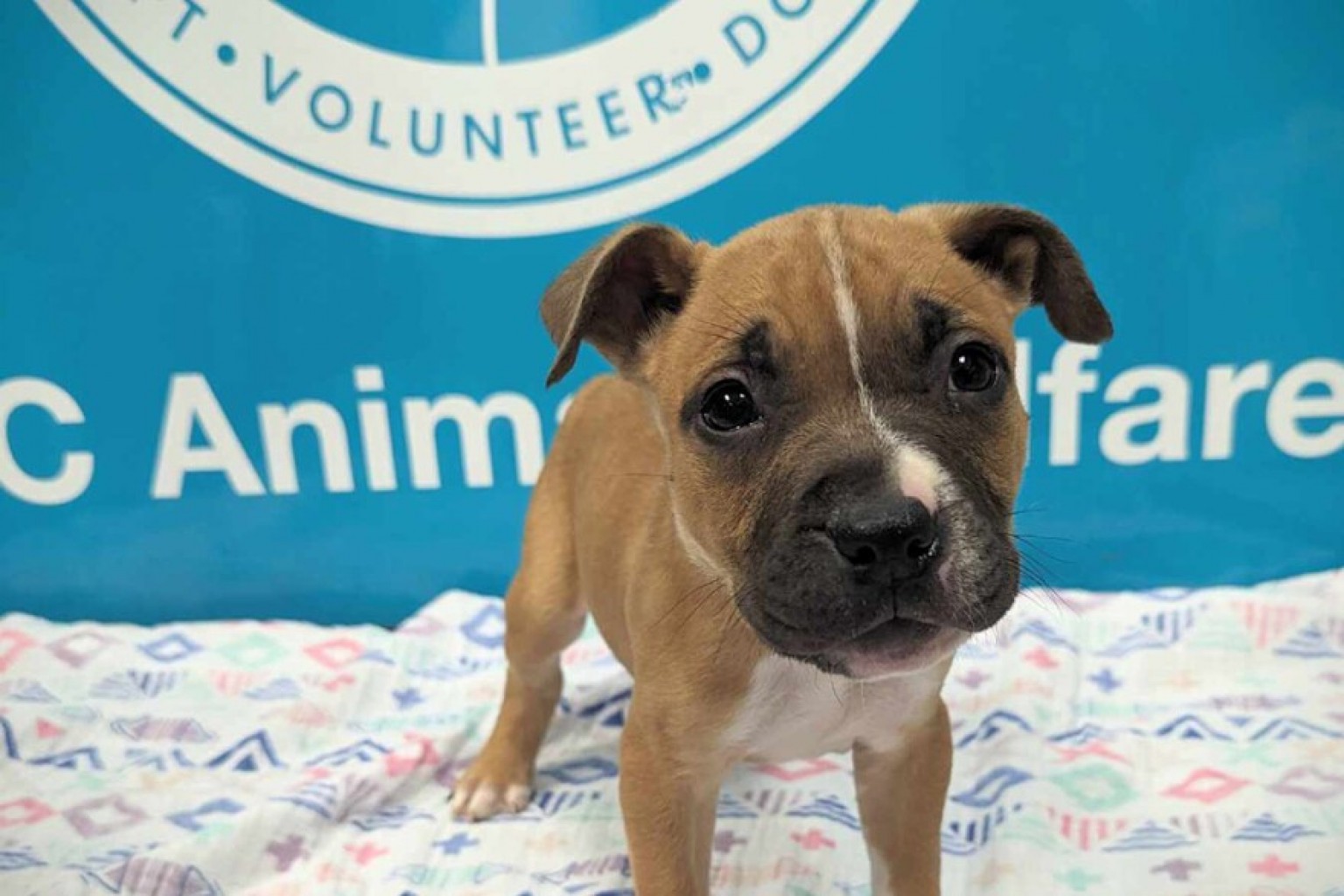 Bienestar Animal “Hogar para las Fiestas”