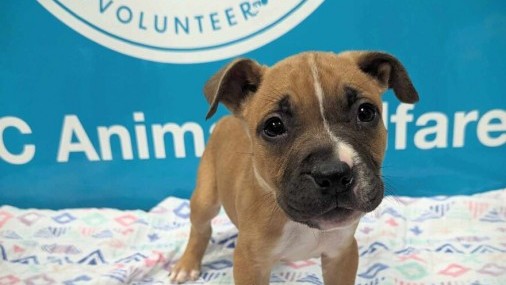 Bienestar Animal “Hogar para las Fiestas”